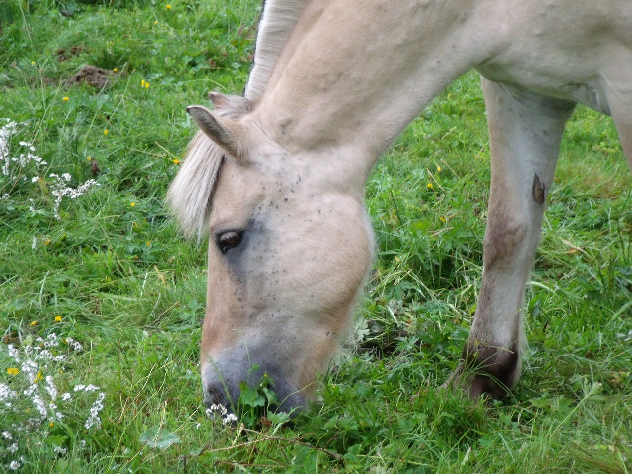 horse head prato free photo