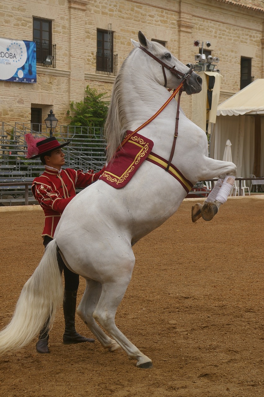horse dressage training free photo