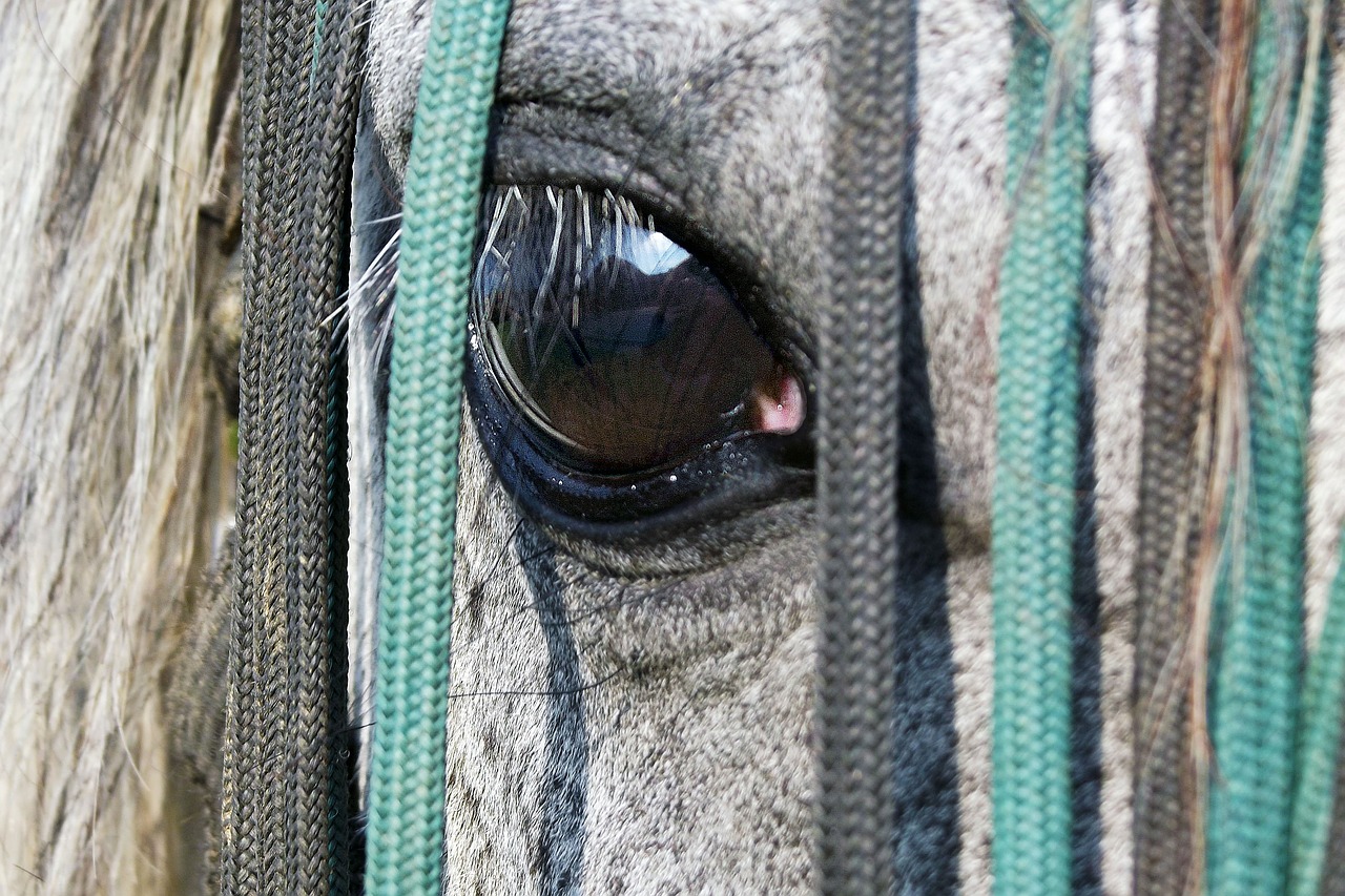 horse eye saddle-cloth free photo