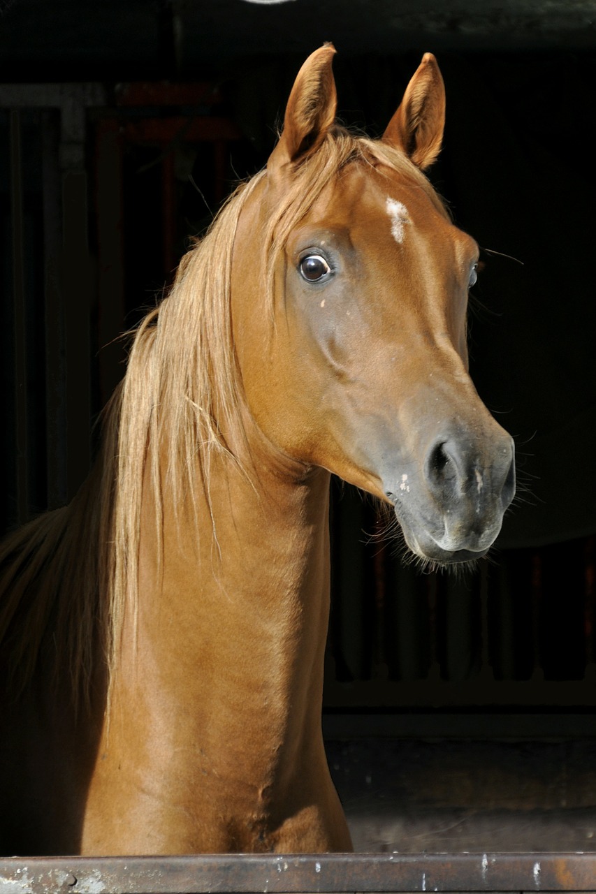 horse thoroughbred arabian animal free photo