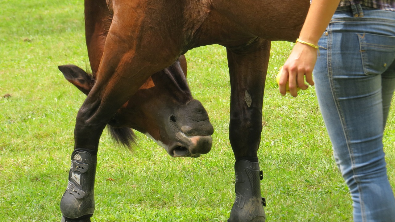 horse training game free photo