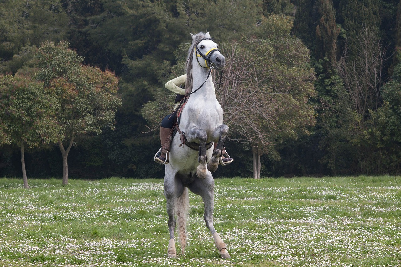 horse jockey runaway horse free photo