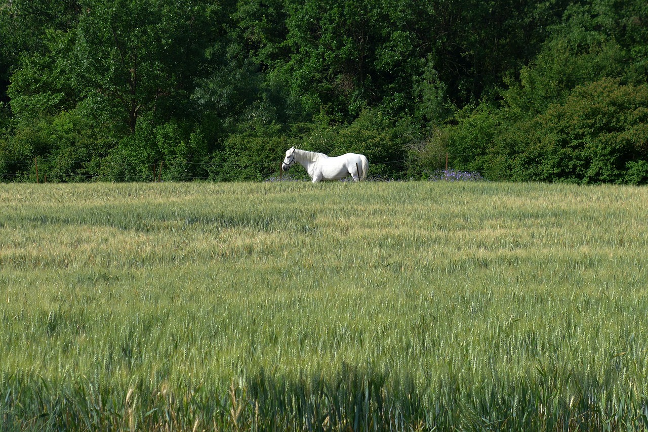 horse field animal free photo