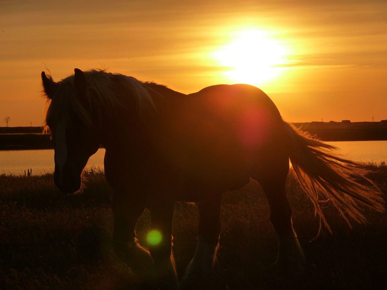 horse pasture brown free photo