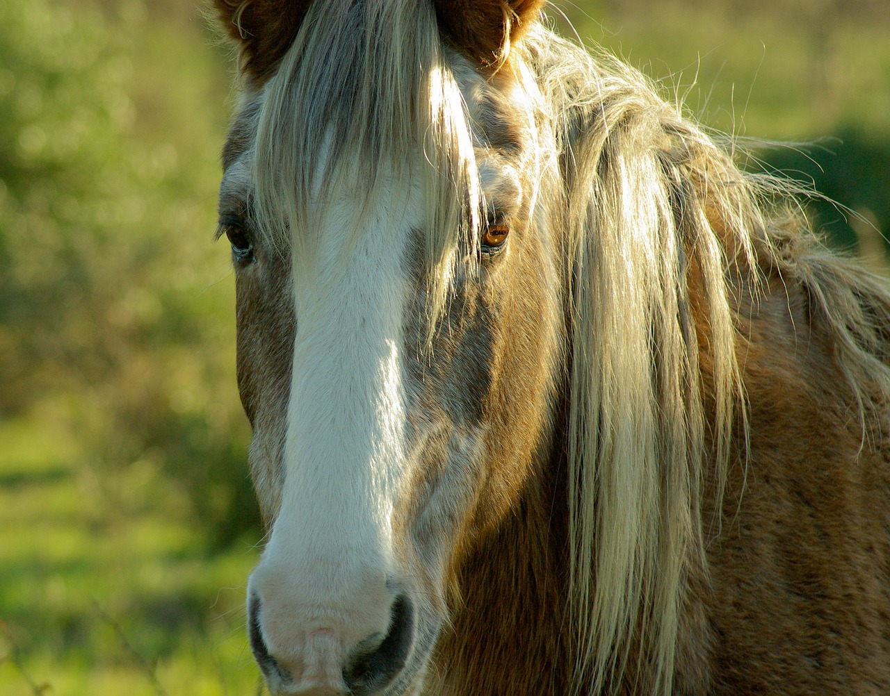 horse mane horseback riding free photo