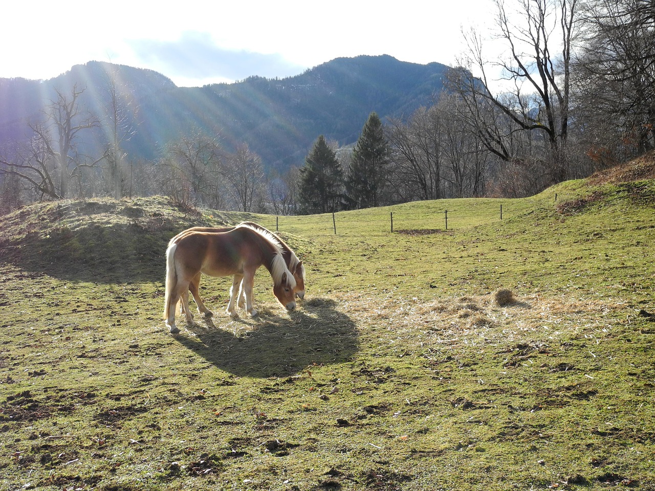 horse meadow alm free photo