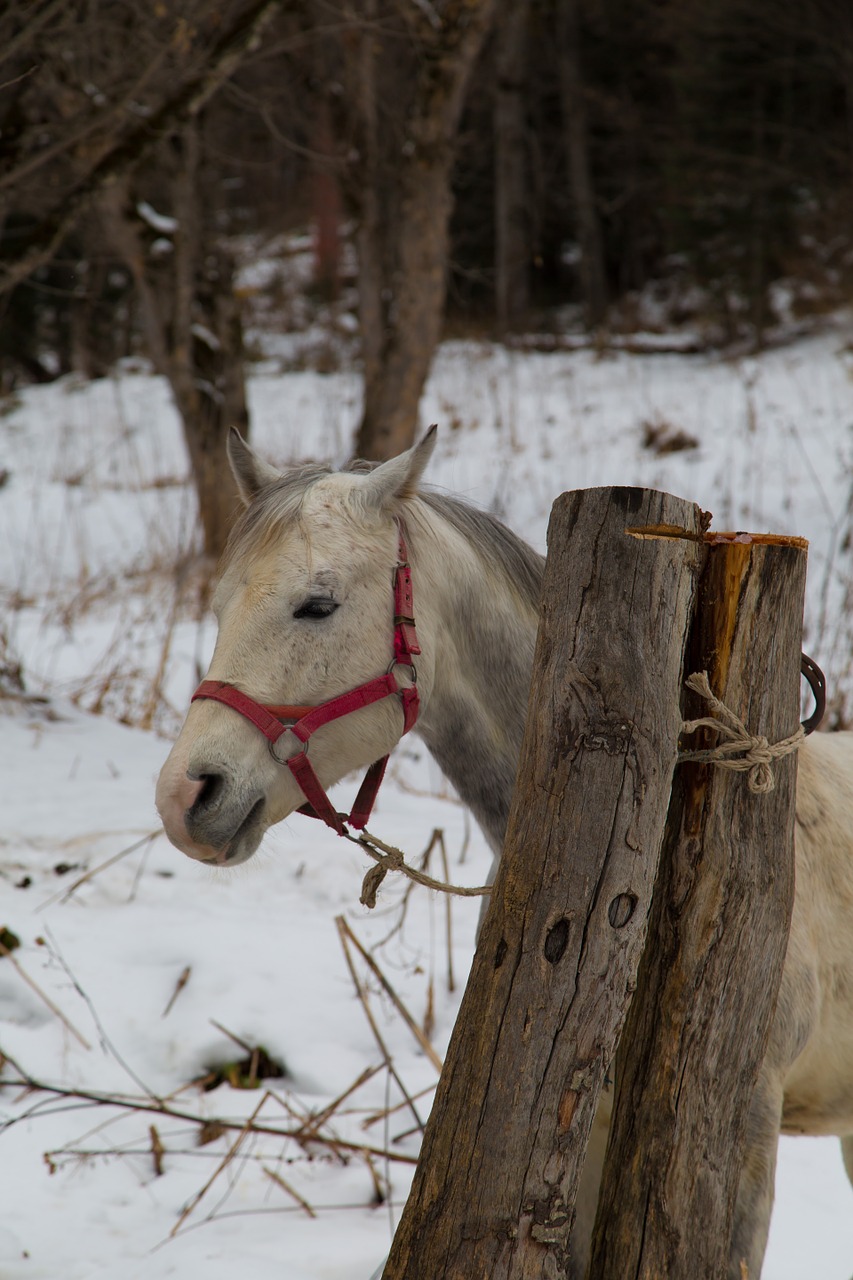 horse animals nature free photo