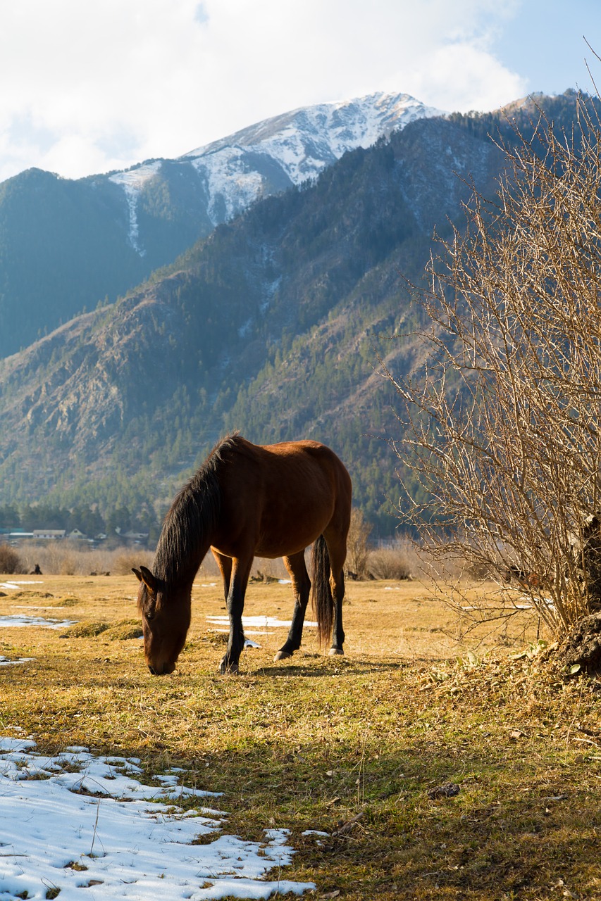 horse landscape animals free photo