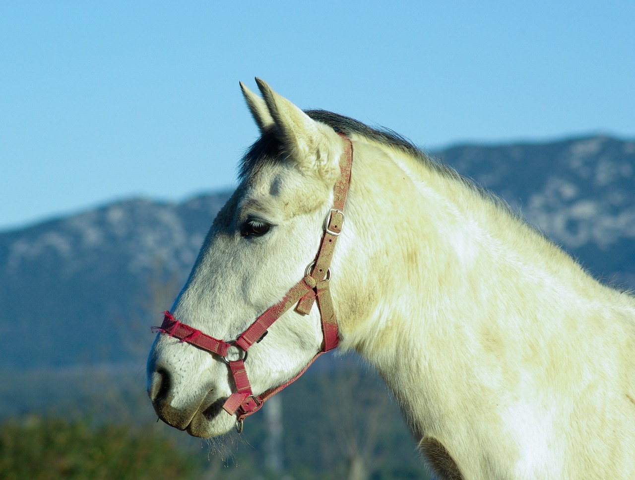 horse breeding horseback riding free photo