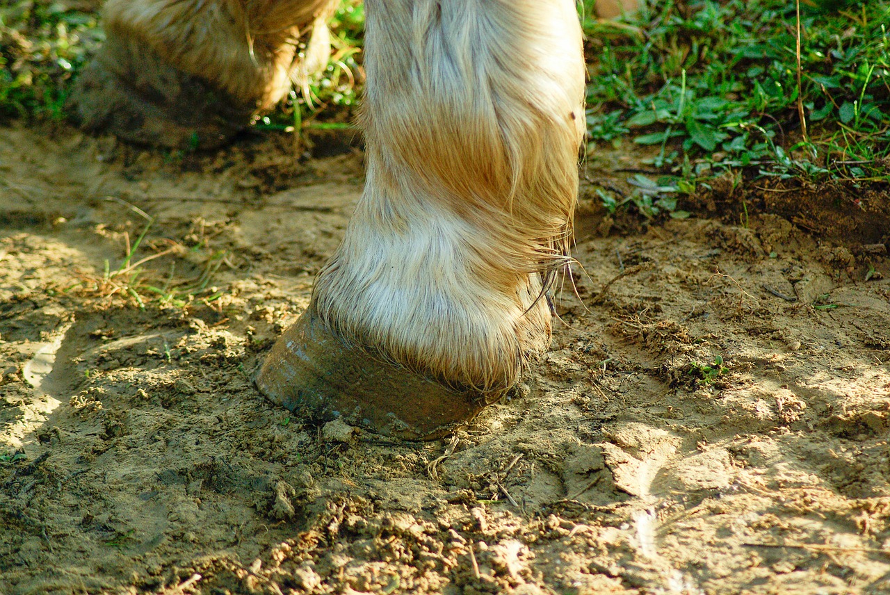 horse clogs paw free photo