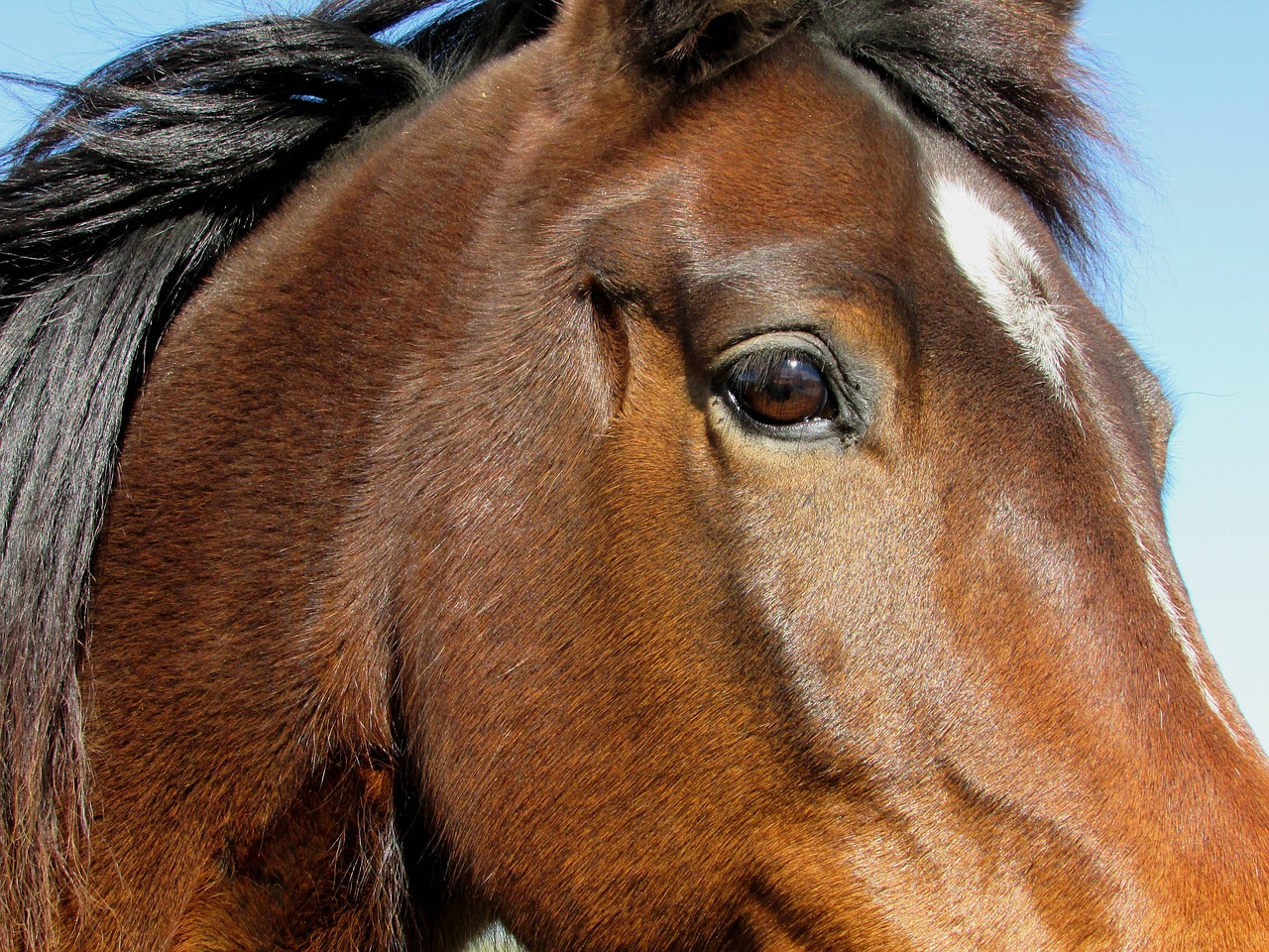 horse head brown free photo