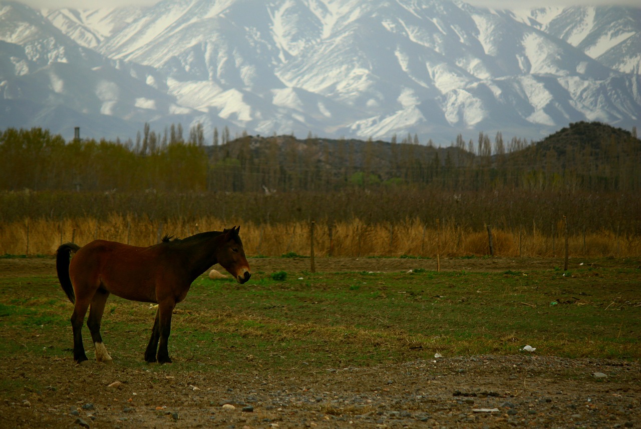 horse mountain field free photo