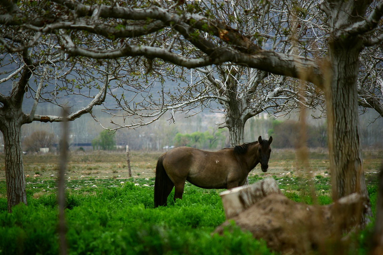 horse mountain field free photo