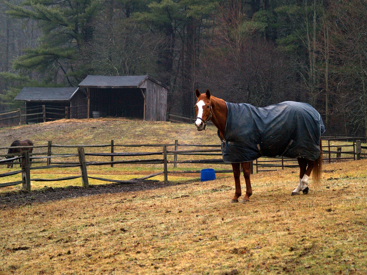 horse new hampshire winter free photo