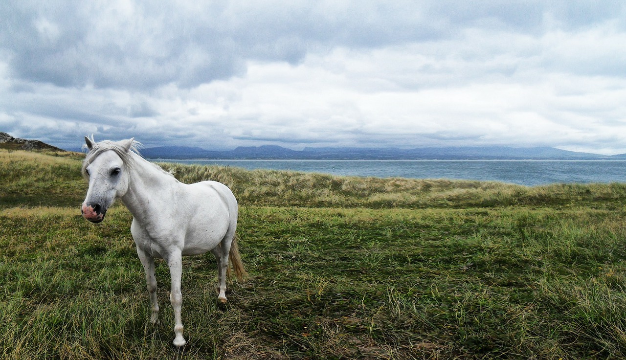horse animal ocean free photo