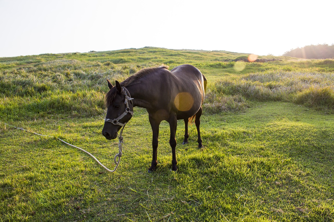 horse meadow black horse free photo