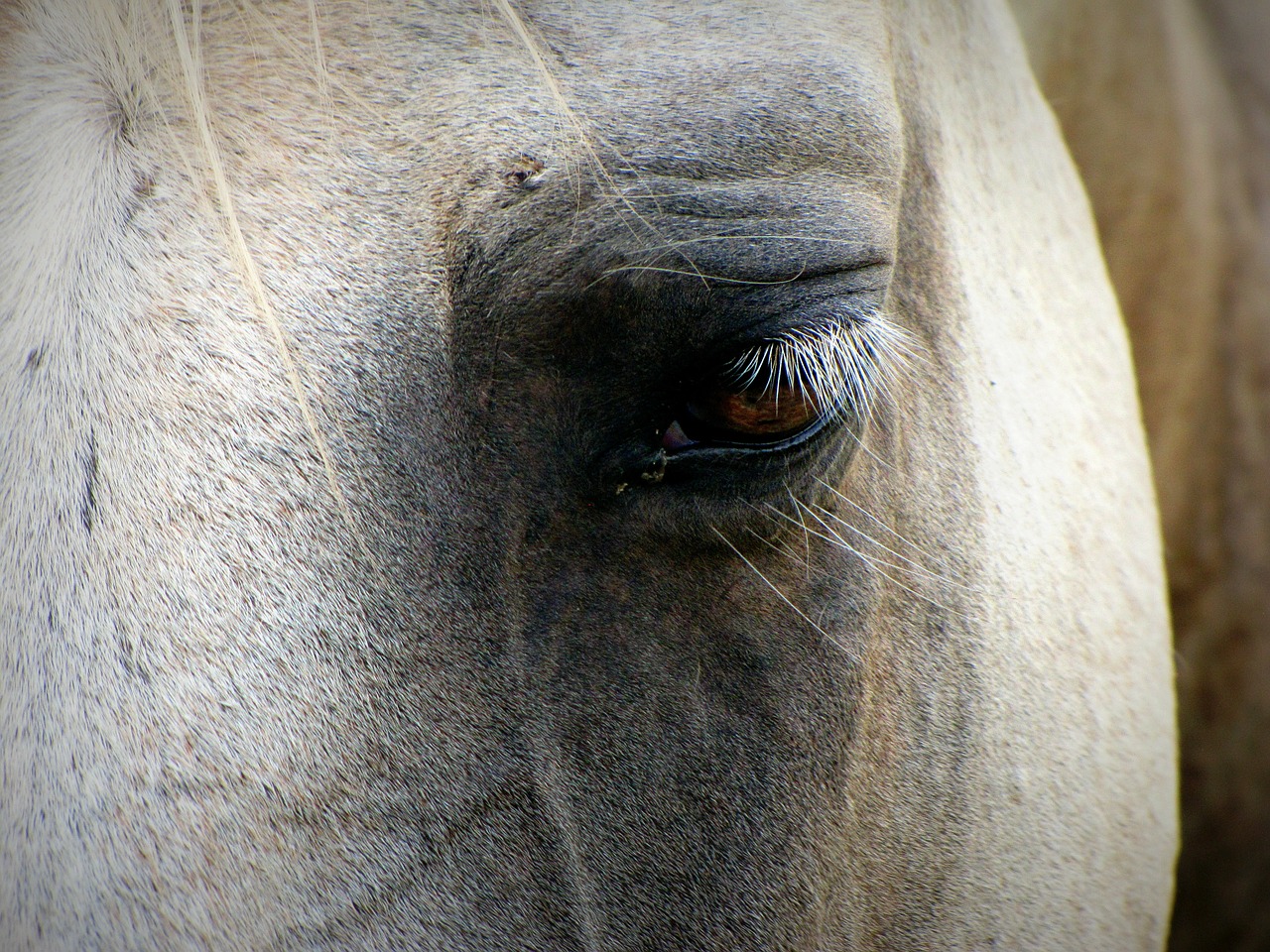 horse face eye free photo