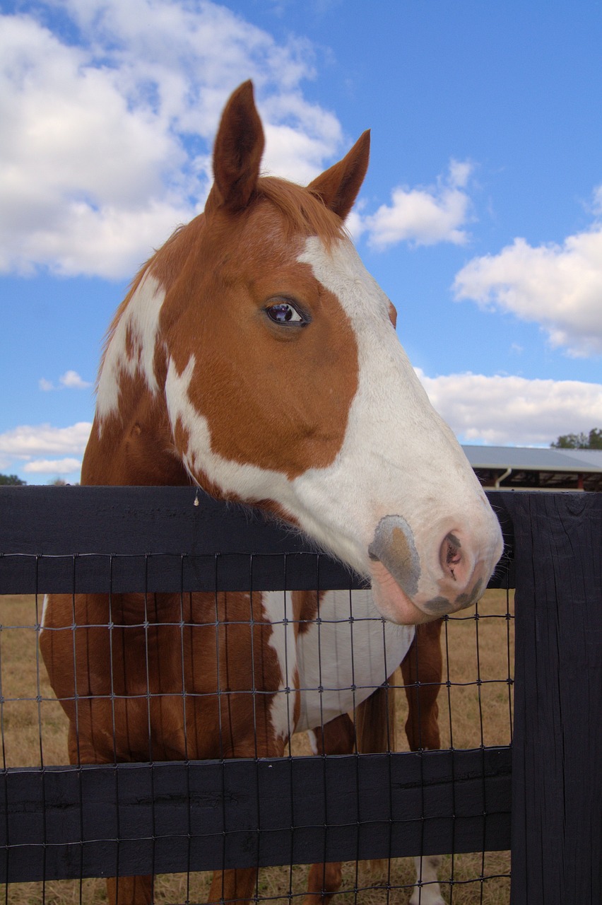 horse sky mammal free photo