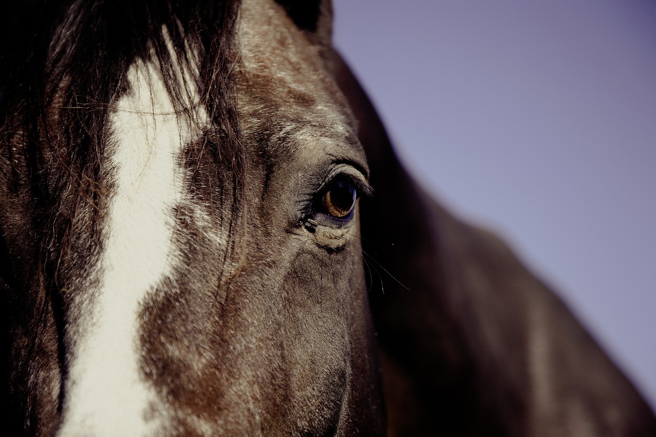 horse ride reiter free photo