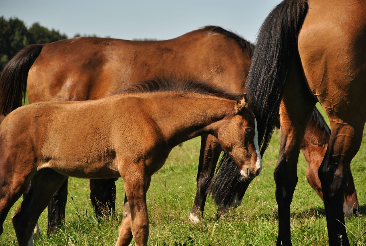 horse prairie foal free photo