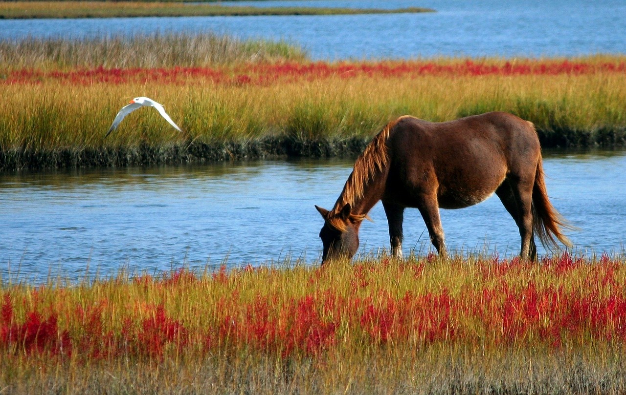 horse wild horse marsh pony free photo