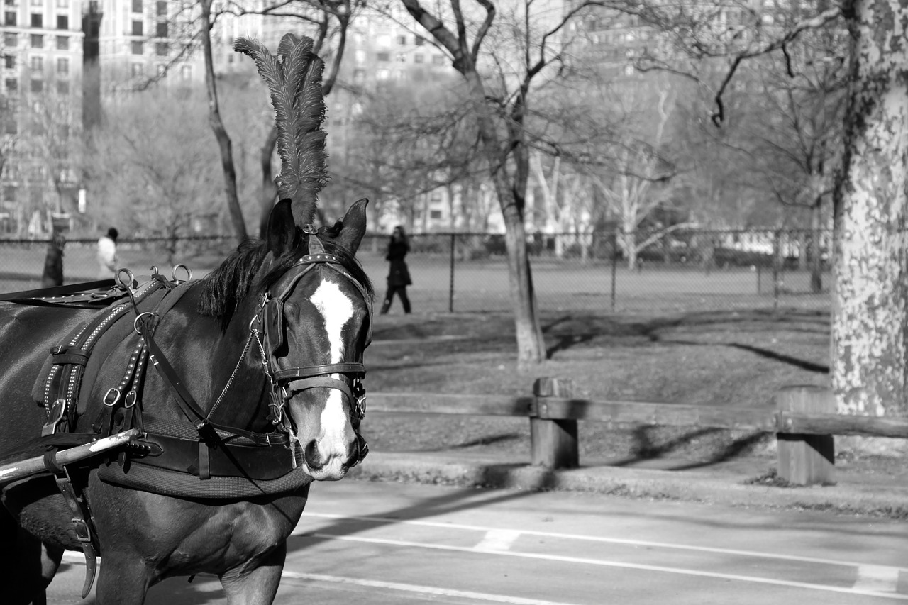 horse carriage manhattan free photo
