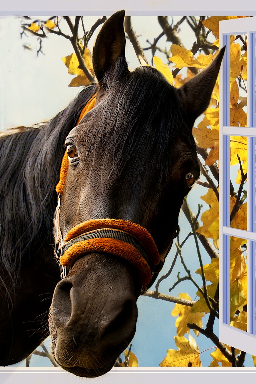 horse window imposing free photo
