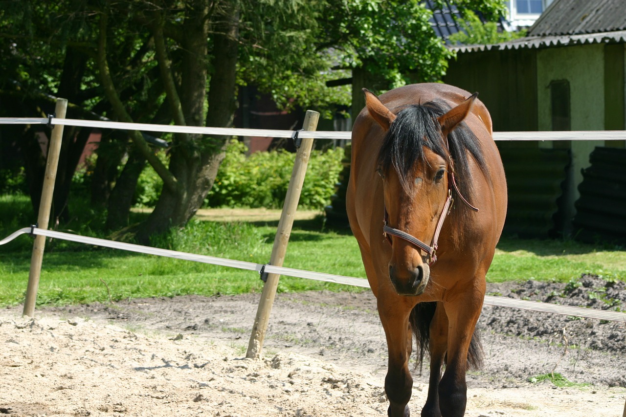 horse bake animal free photo