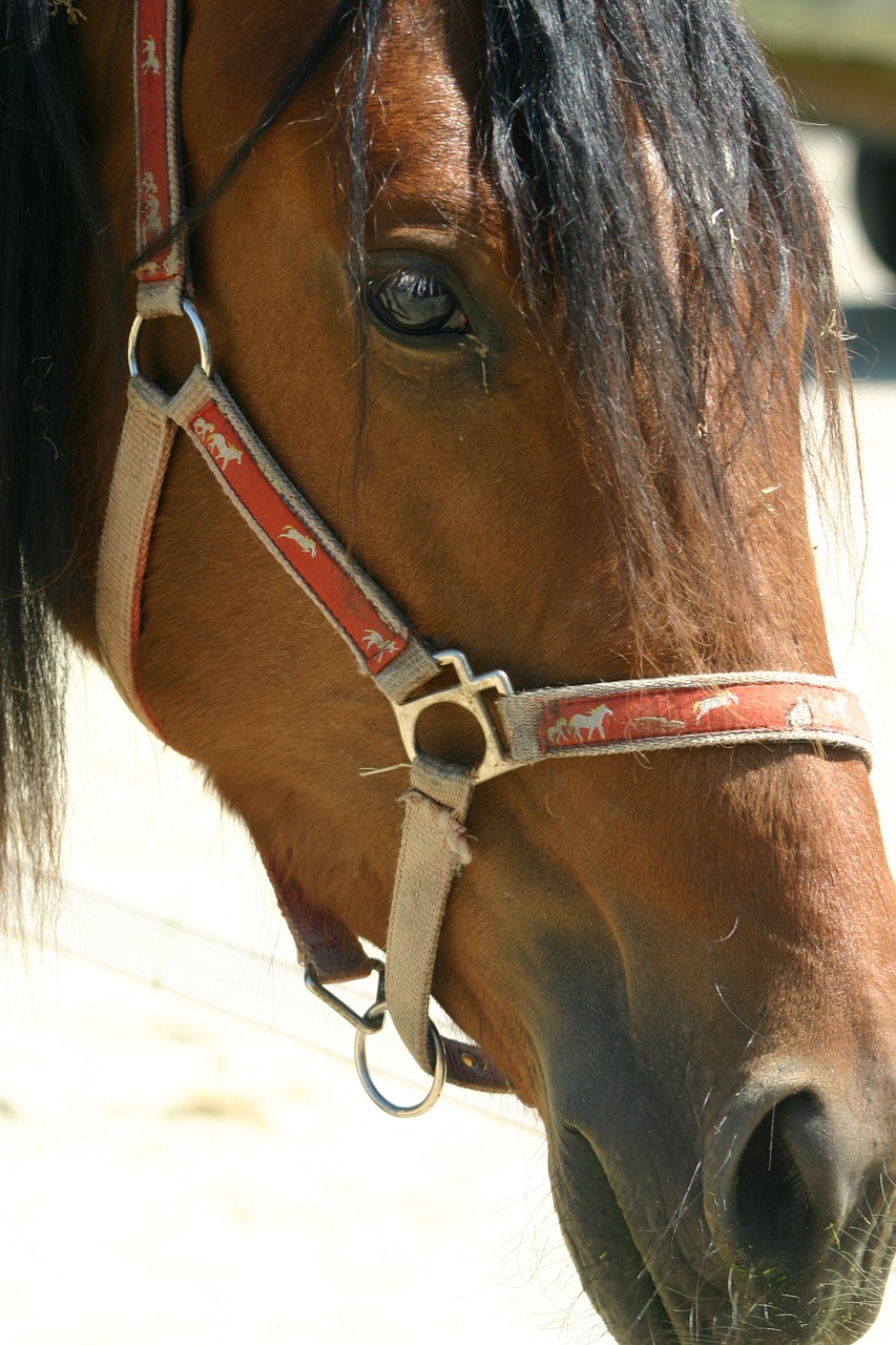 horse horsehead halter free photo