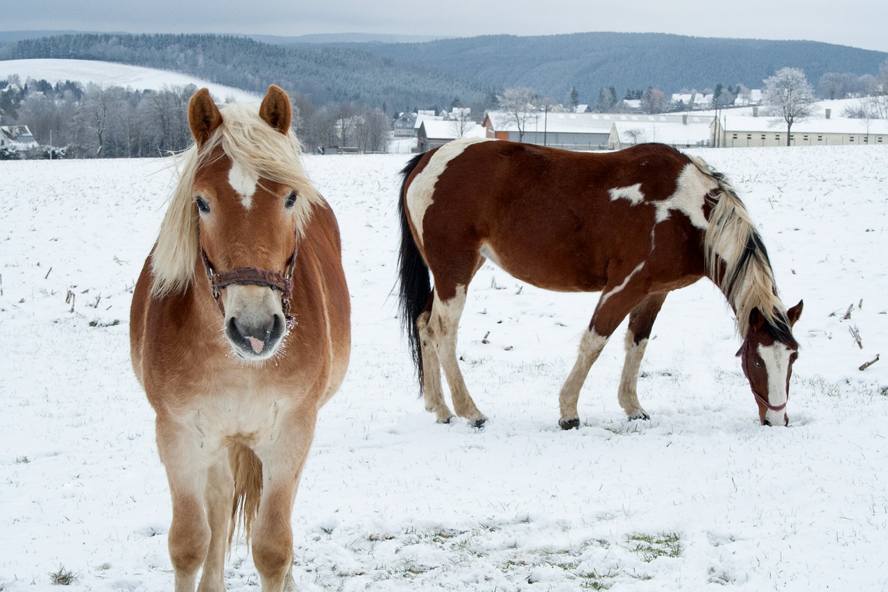 horse winter snow free photo