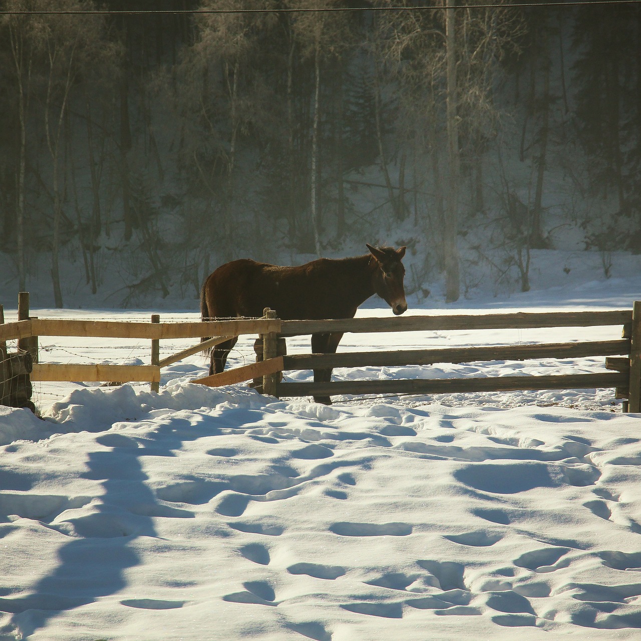 horse fence farm free photo