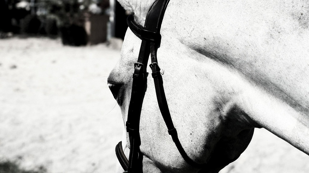horse bridle equestrian free photo