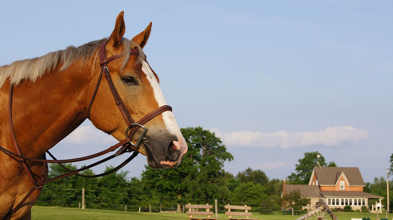 horse farm equestrian free photo