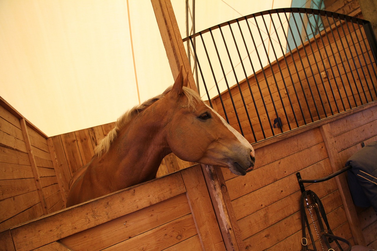 horse stable farm free photo
