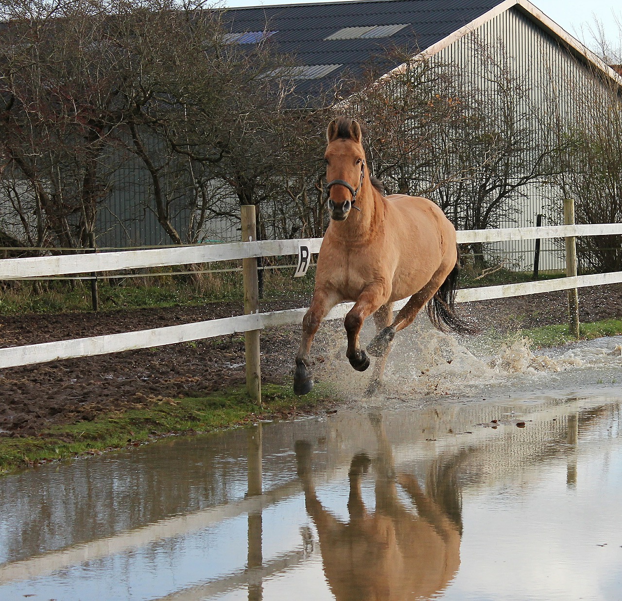 horse race farm free photo