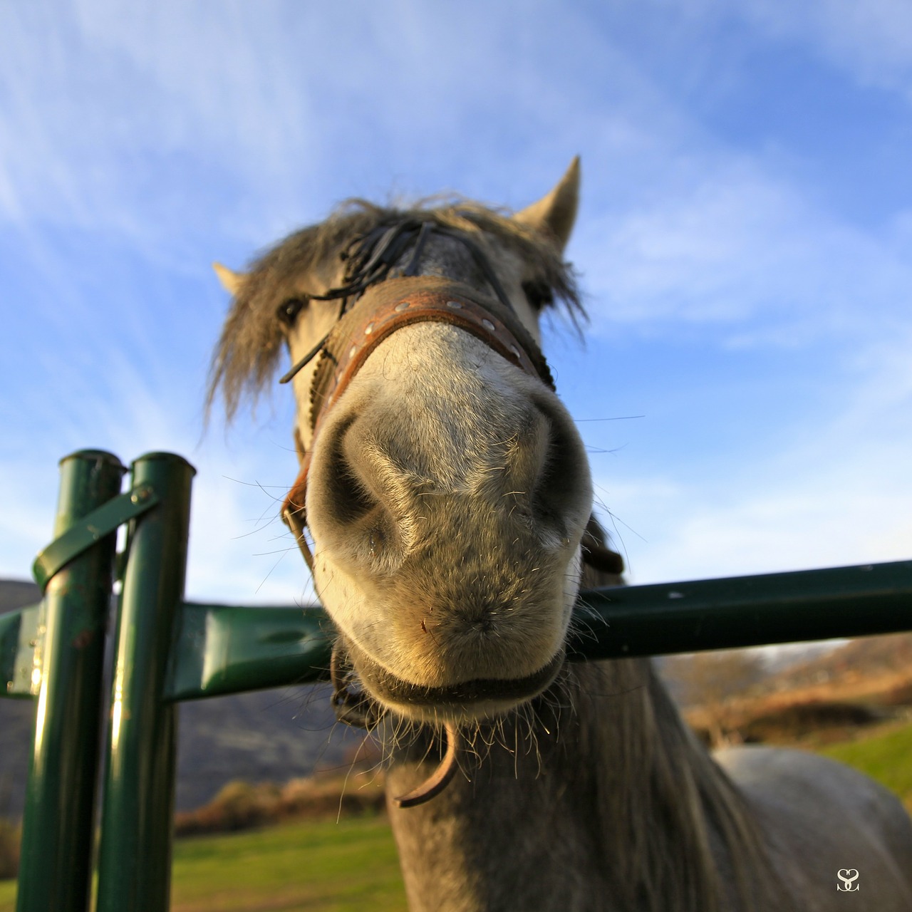 horse animals horse head free photo