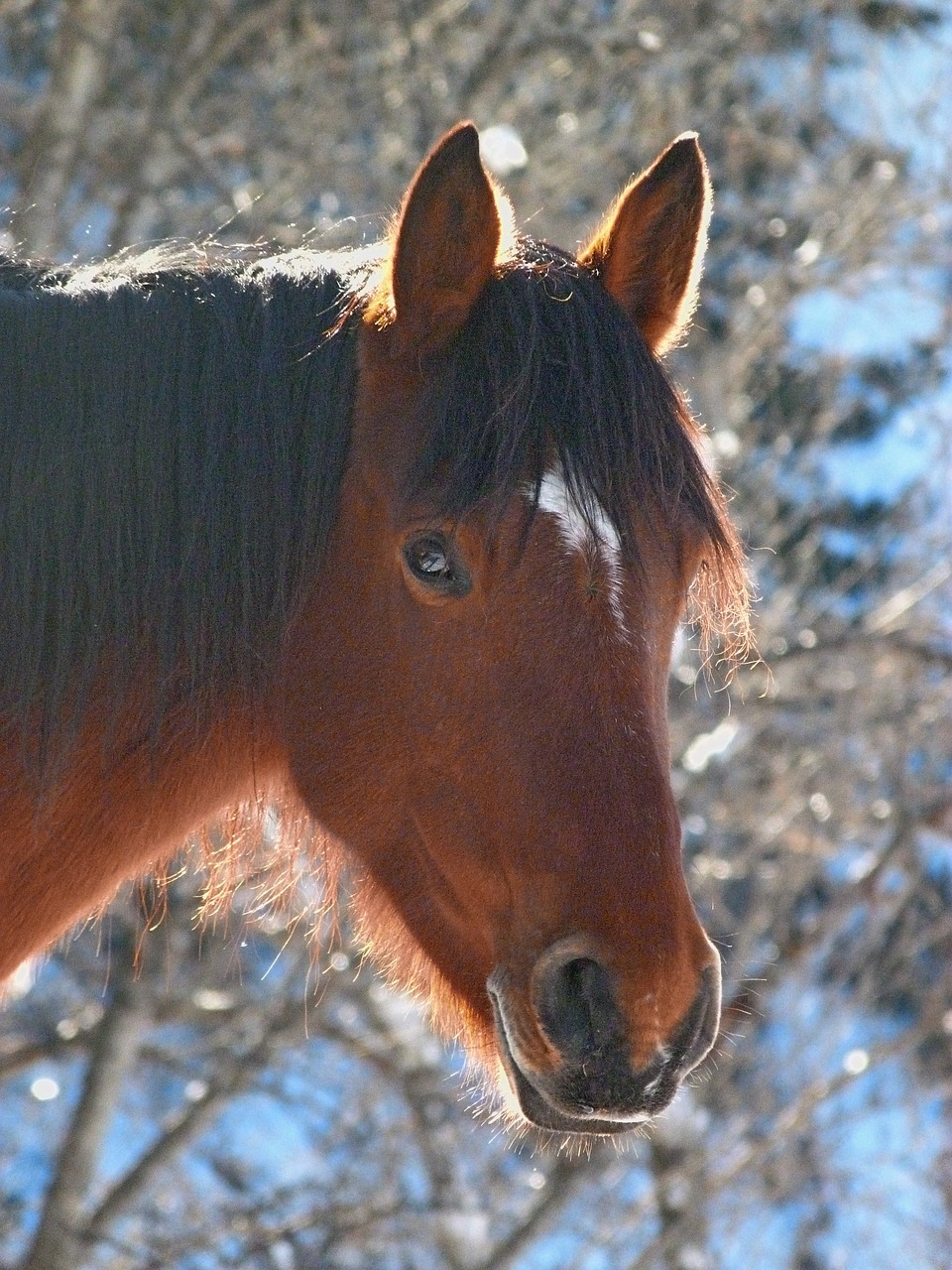 horse animal equine free photo