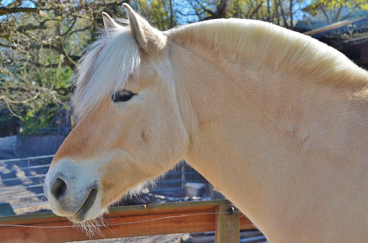 horse animal farm free photo