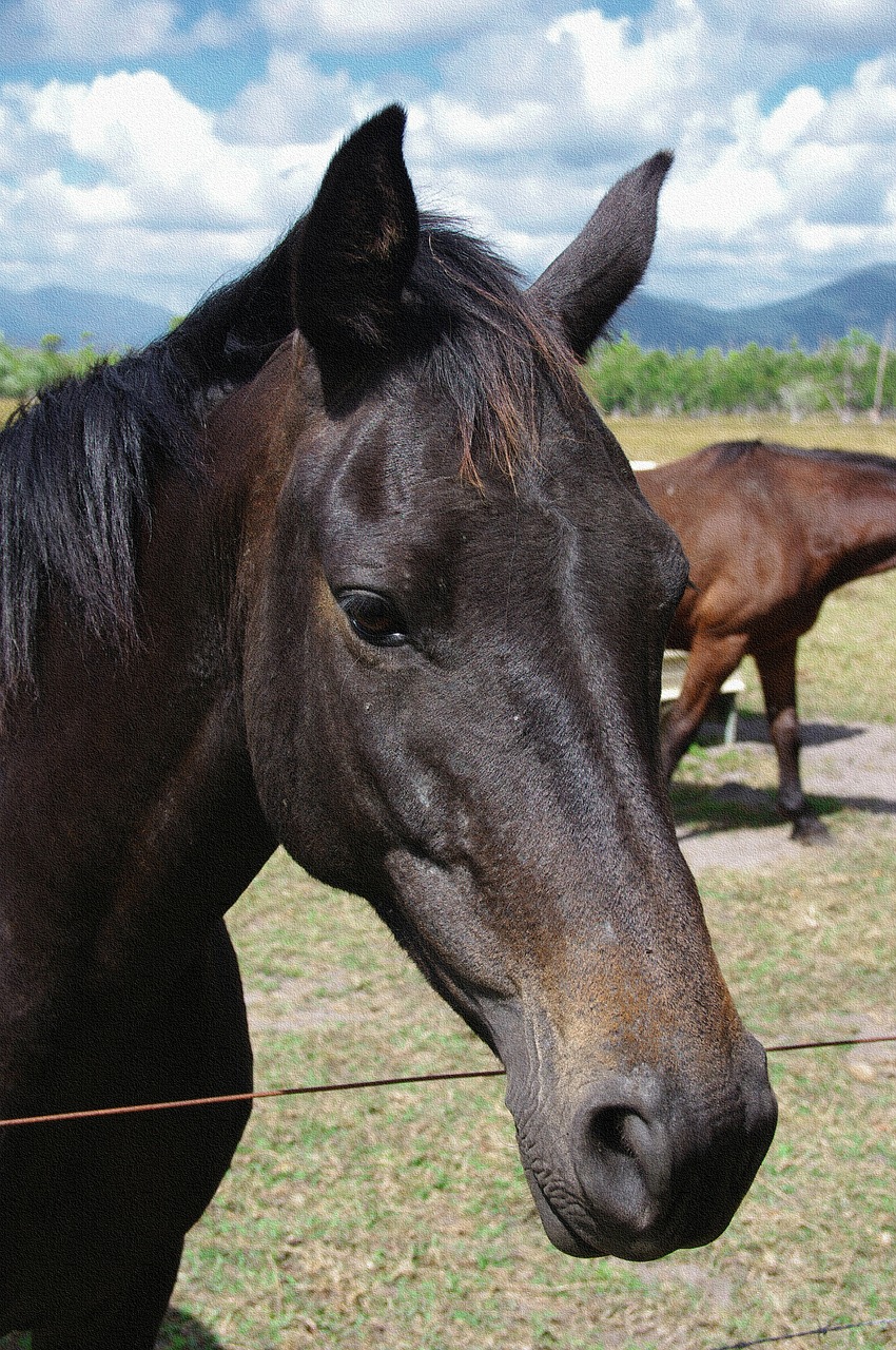 horse head face free photo