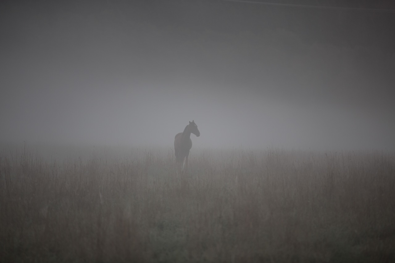 horse mist bed free photo