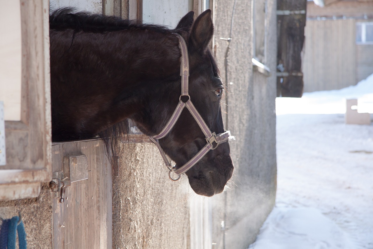 horse stall outlook free photo