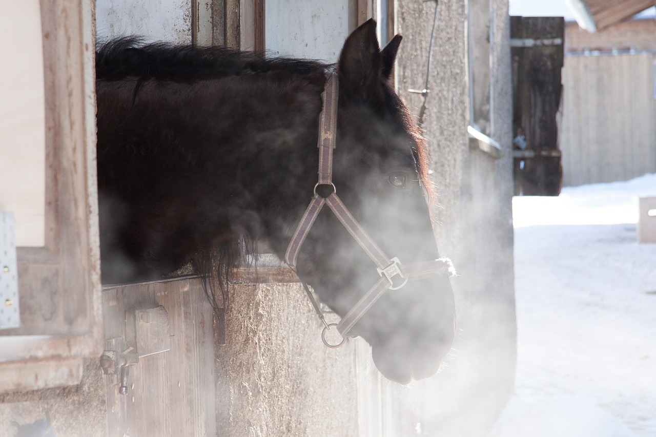 horse stall outlook free photo