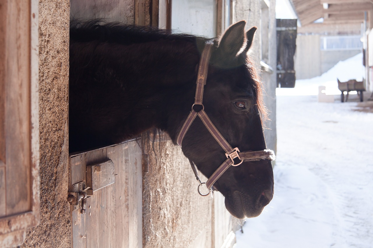 horse stall outlook free photo