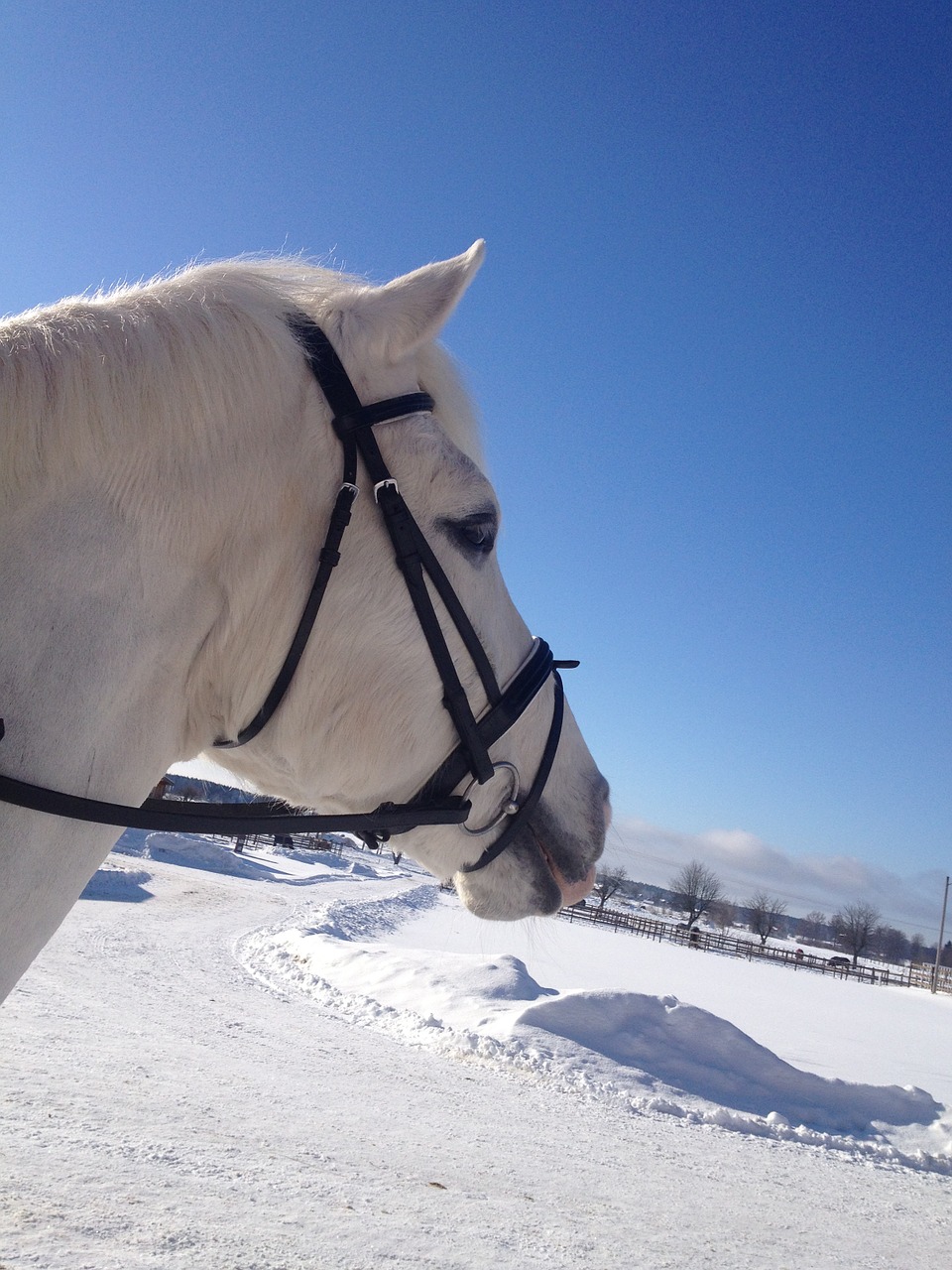 horse winter nature free photo