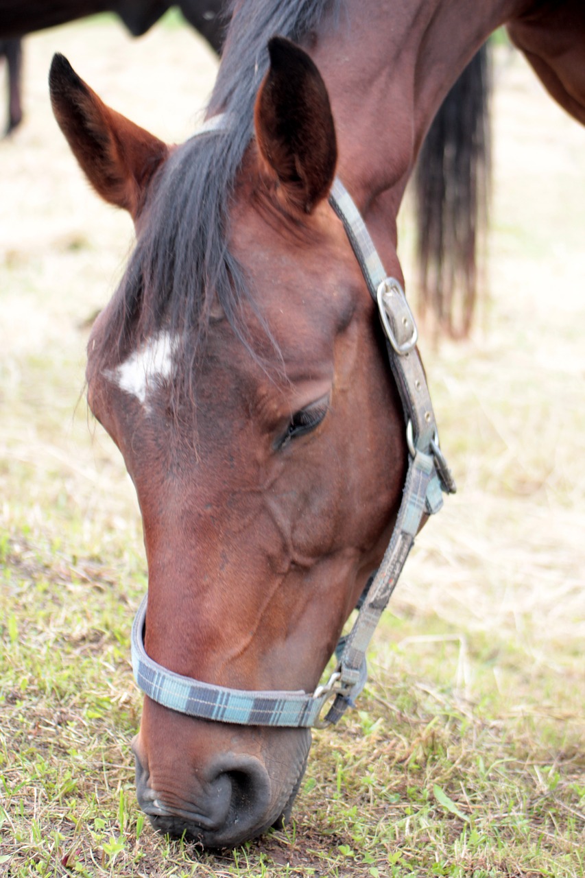 horse head portrait free photo