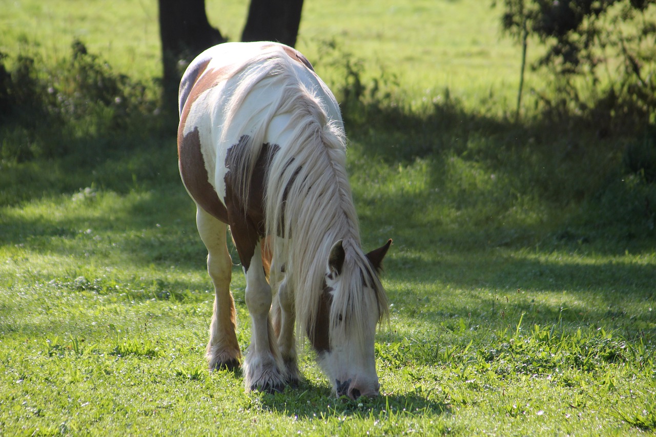 horse pony pasture free photo