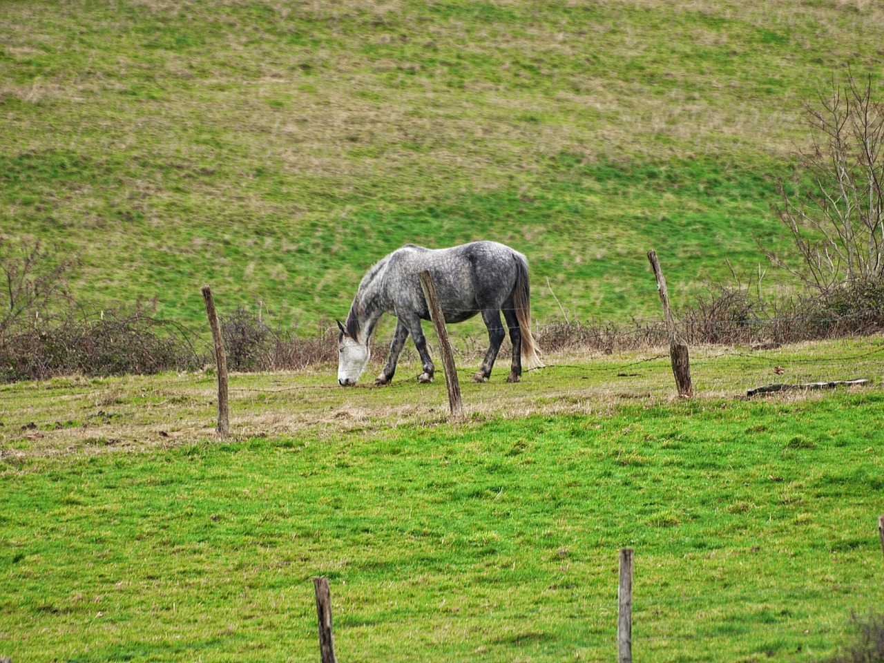 horse prado green free photo