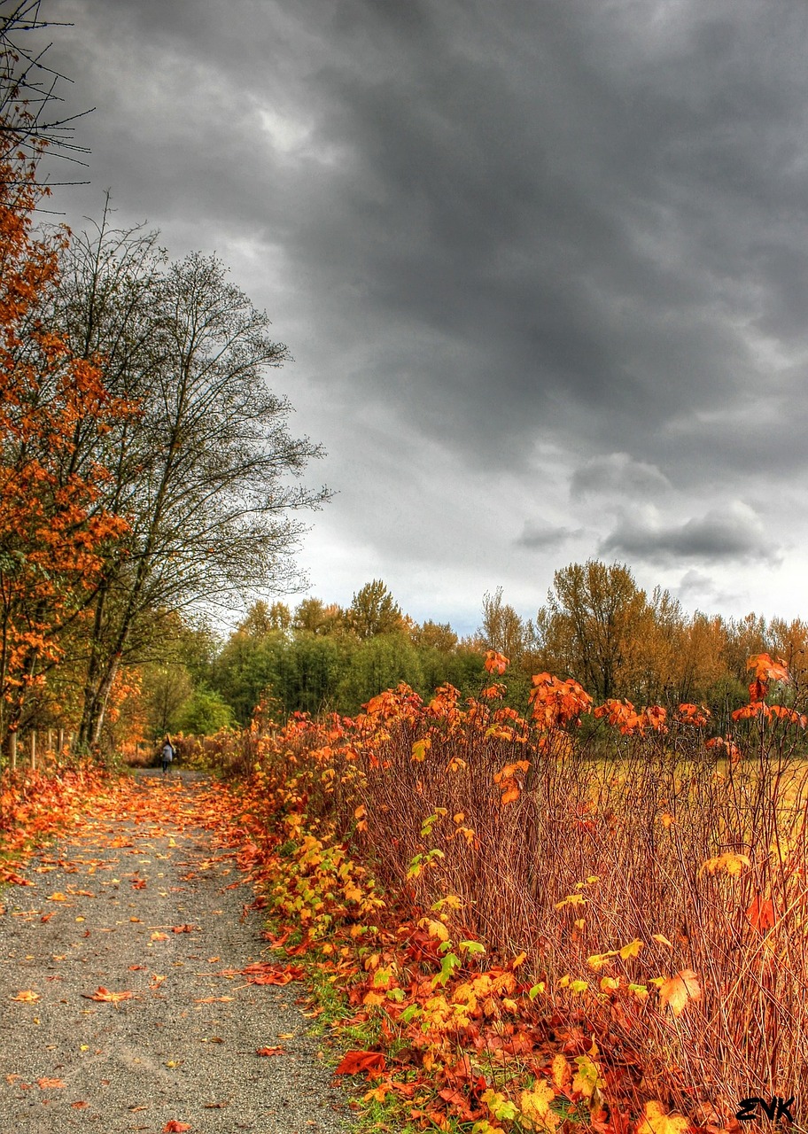 horse trail trees free photo