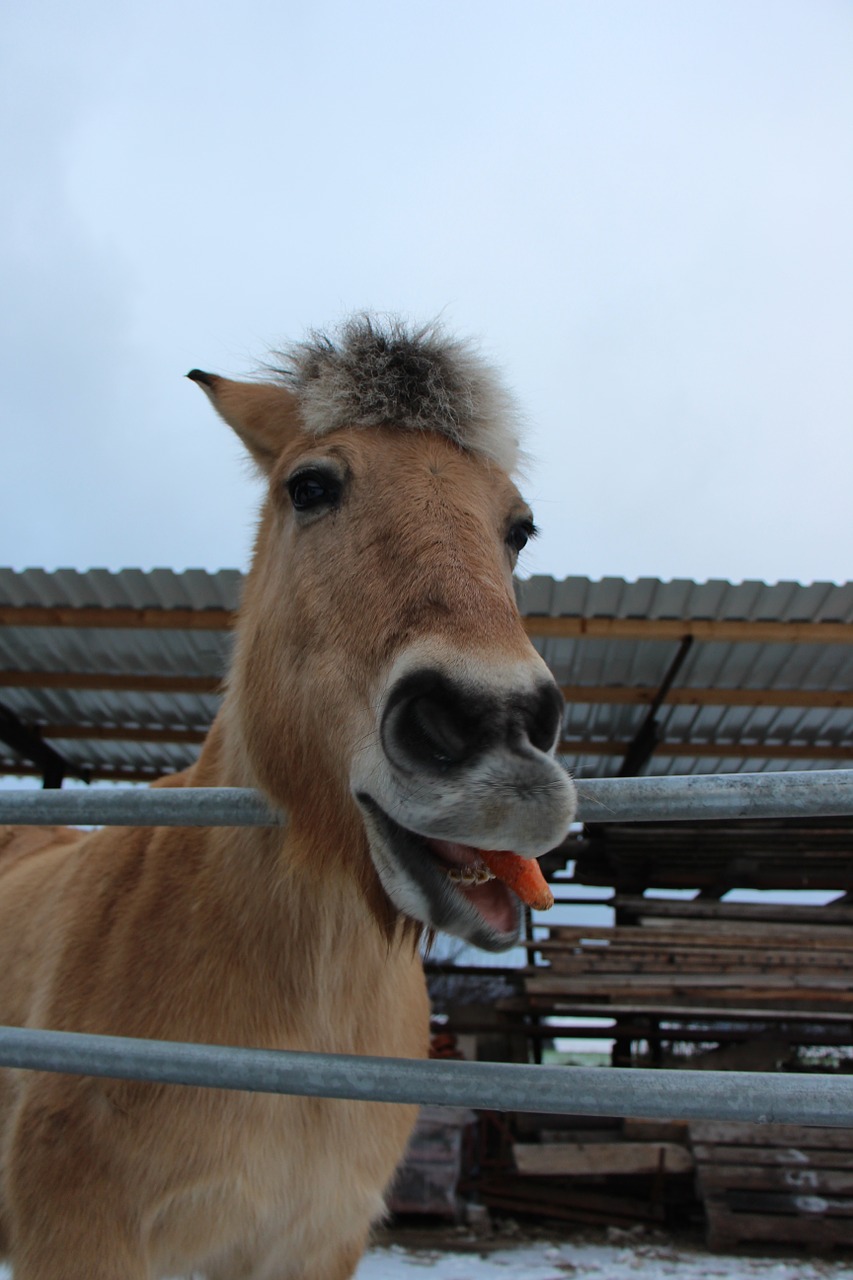 horse animal eat free photo