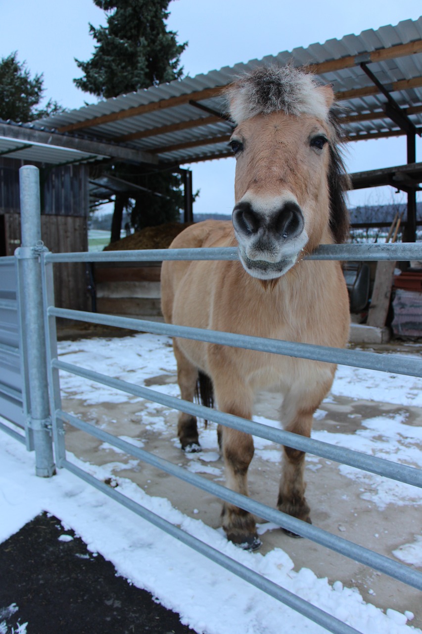 horse animal brown free photo